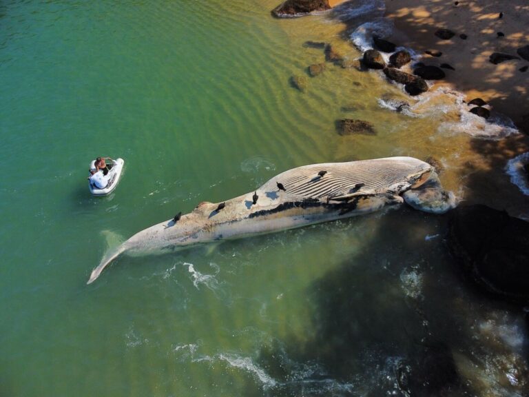 baleia-de-12-metros-e-encontrada-morta-em-ubatuba-(sp)