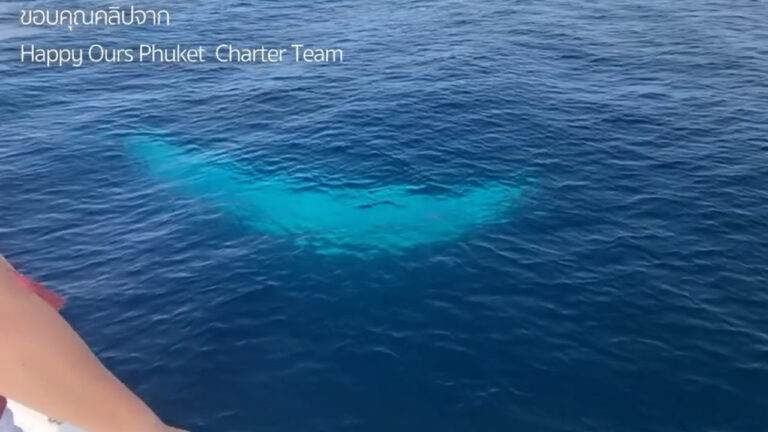 baleia-branca-rara-avistada-a-poucos-metros-de-barco-na-tailandia